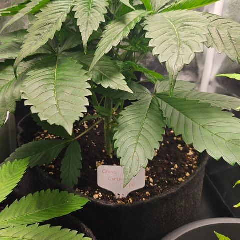 Cream Caramel CBD 2.0 growlog timeline photo