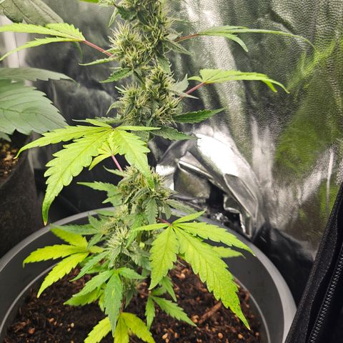 Dark Devil Auto growlog timeline photo