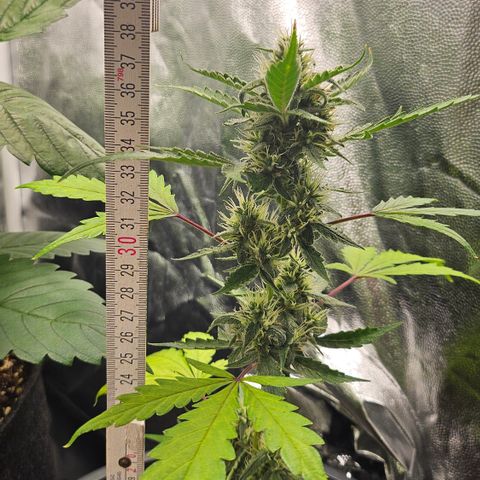 Dark Devil Auto growlog timeline photo