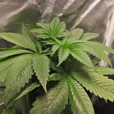 Cream Caramel CBD 2.0 growlog timeline photo