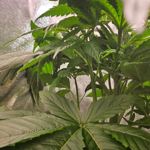 Cream Caramel CBD 2.0 growlog timeline photo
