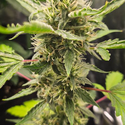 Dark Devil Auto growlog timeline photo