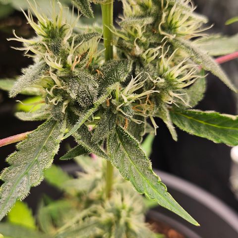 Dark Devil Auto growlog timeline photo