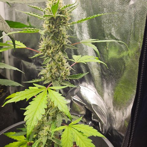 Dark Devil Auto growlog timeline photo