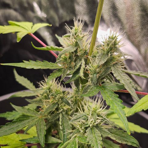 Dark Devil Auto growlog timeline photo