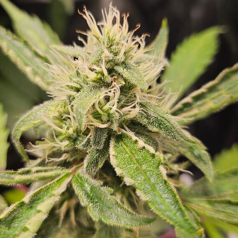 Dark Devil Auto growlog timeline photo