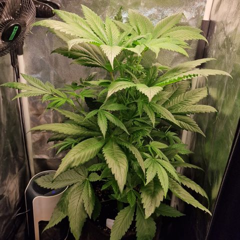 Cream Caramel CBD 2.0 growlog timeline photo