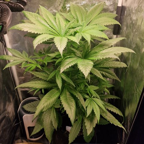 Cream Caramel CBD 2.0 growlog timeline photo