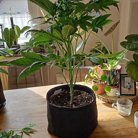 Cream Caramel CBD 2.0 growlog timeline photo