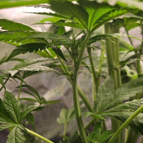 Cream Caramel CBD 2.0 growlog timeline photo
