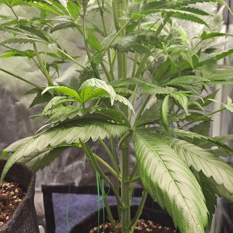 Cream Caramel CBD 2.0 growlog timeline photo