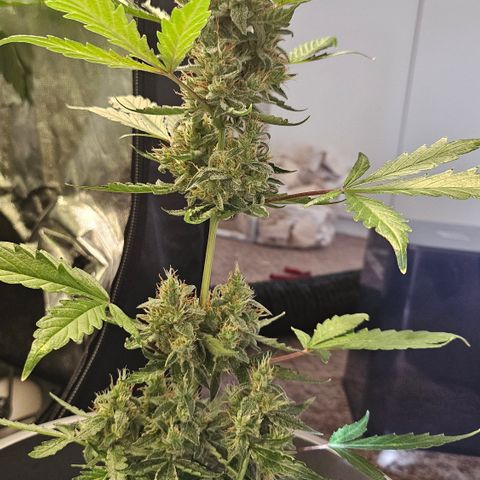 Dark Devil Auto growlog timeline photo