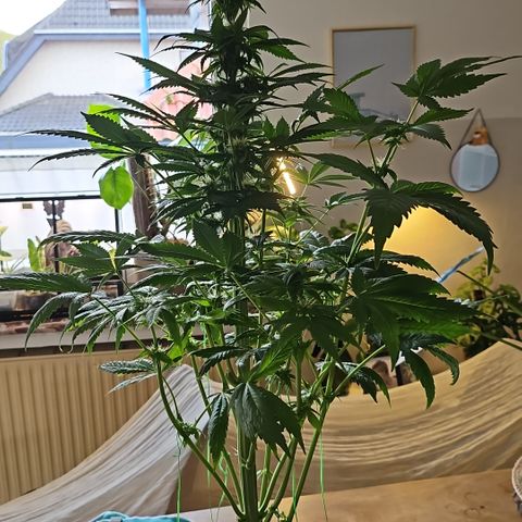 Cream Caramel CBD 2.0 growlog timeline photo