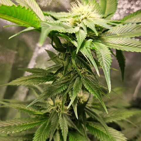 Cream Caramel CBD 2.0 growlog timeline photo