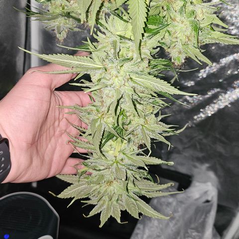 Cream Caramel CBD 2.0 growlog timeline photo