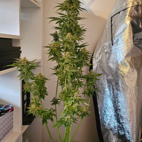 Cream Caramel CBD 2.0 growlog timeline photo