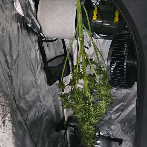 Cream Caramel CBD 2.0 growlog timeline photo
