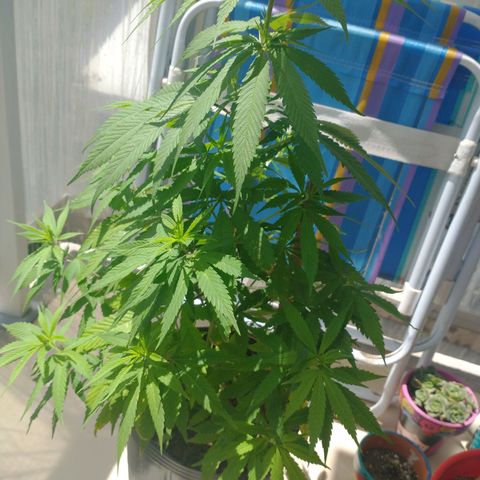 Indi growlog timeline photo
