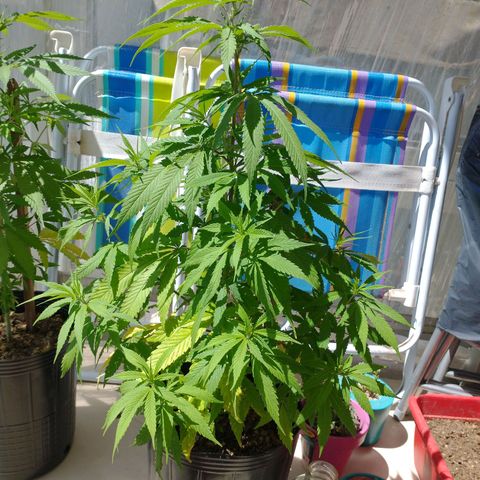 Indi growlog timeline photo