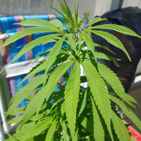 Indi growlog timeline photo