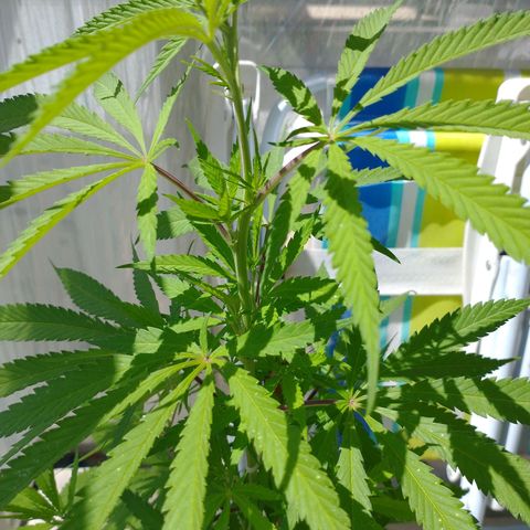 Sati growlog timeline photo