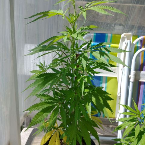 Sati growlog timeline photo