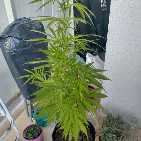 Sati growlog timeline photo