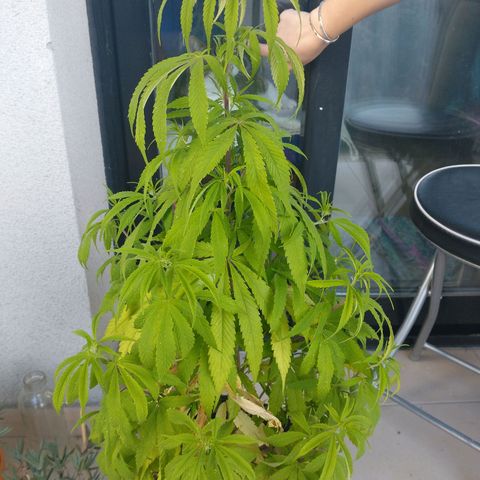 Indi growlog timeline photo