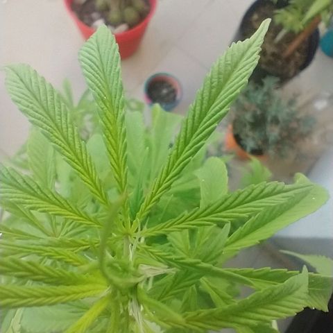Indi growlog timeline photo