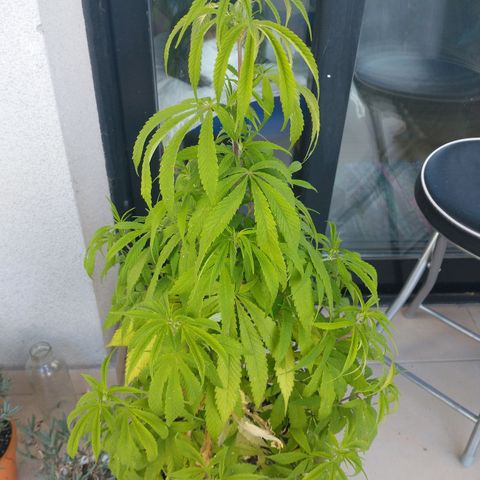 Indi growlog timeline photo