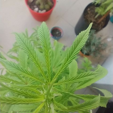 Indi growlog timeline photo