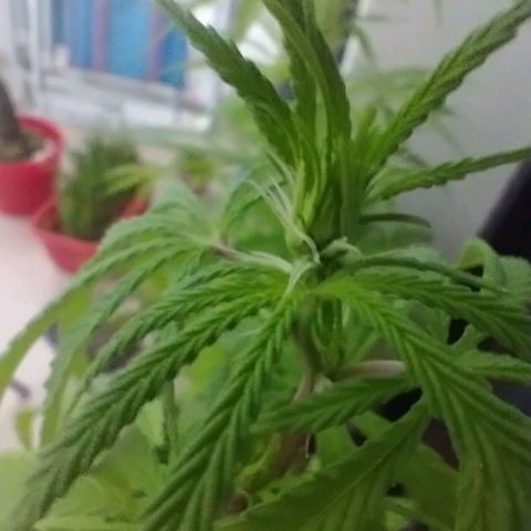 Indi growlog timeline photo
