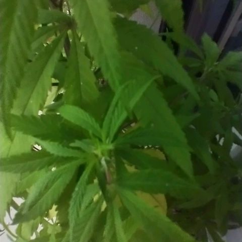 Indi growlog timeline photo