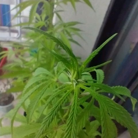 Indi growlog timeline photo