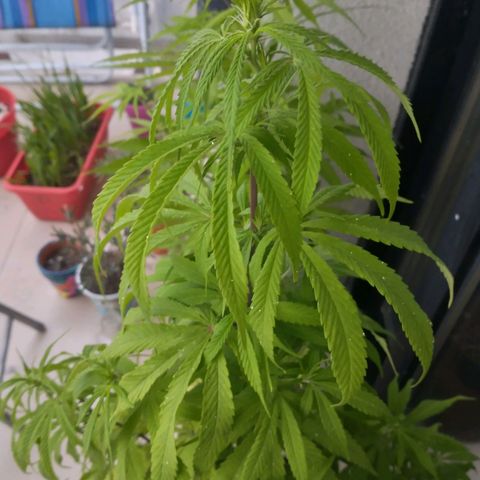 Indi growlog timeline photo