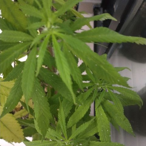 Indi growlog timeline photo