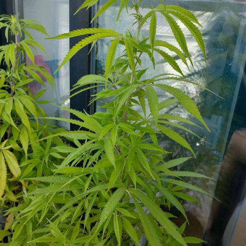 Sati growlog timeline photo