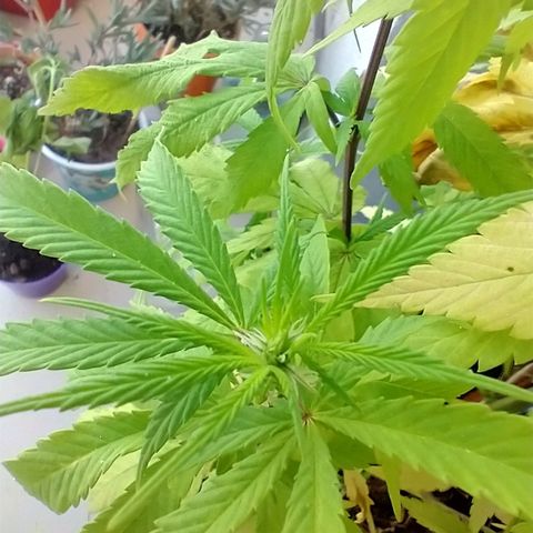 Indi growlog timeline photo