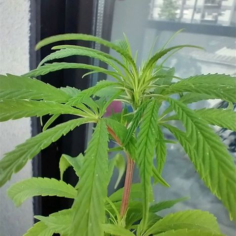 Indi growlog timeline photo