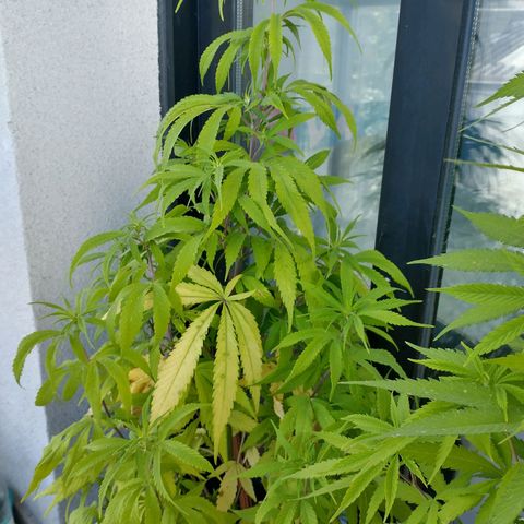 Indi growlog timeline photo