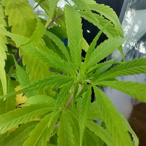 Indi growlog timeline photo
