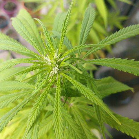 Indi growlog timeline photo