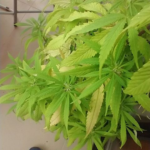 Indi growlog timeline photo