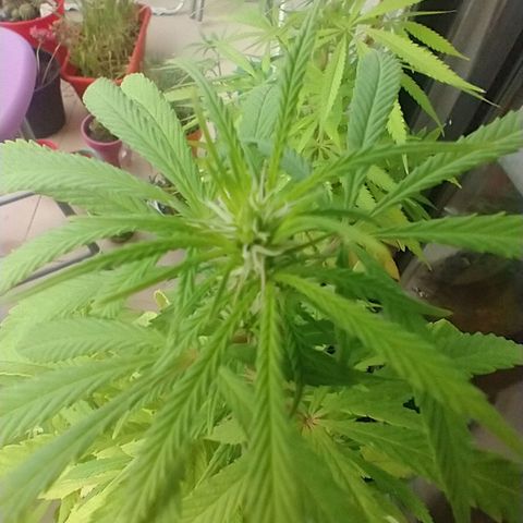 Indi growlog timeline photo