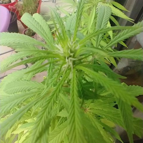 Indi growlog timeline photo