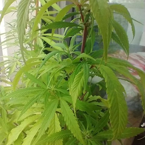 Indi growlog timeline photo