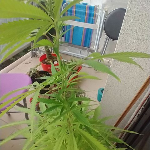 Sati growlog timeline photo