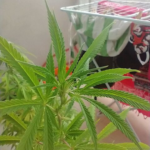 Sati growlog timeline photo