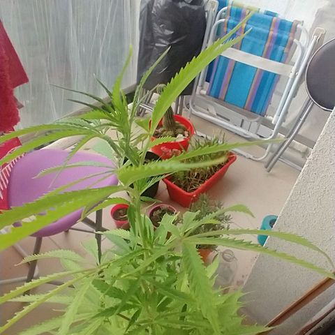 Sati growlog timeline photo