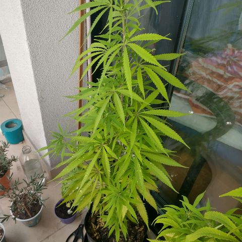 Sati growlog timeline photo